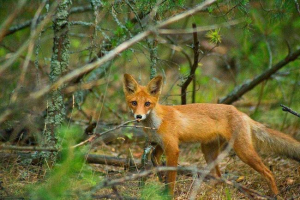 Životinjski svijet ukrajine: fauna polsia, lekcija, stepe, planine, mora i rijeke